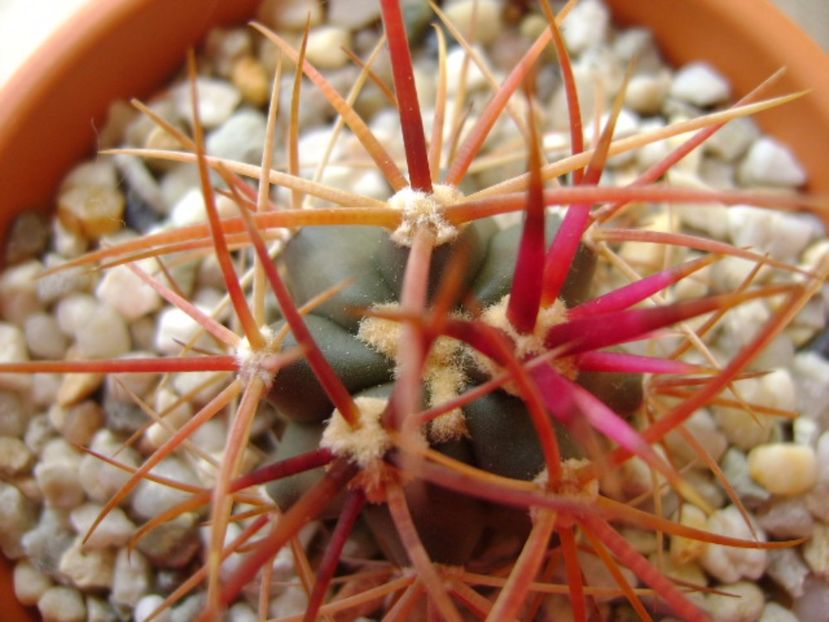 Ferocactus gracilis v. coloratus - Cactusi 2017