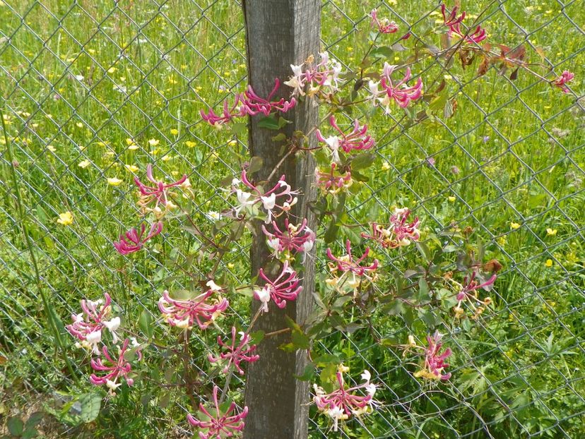 lonicera Belgica - z-Dobarland 2017