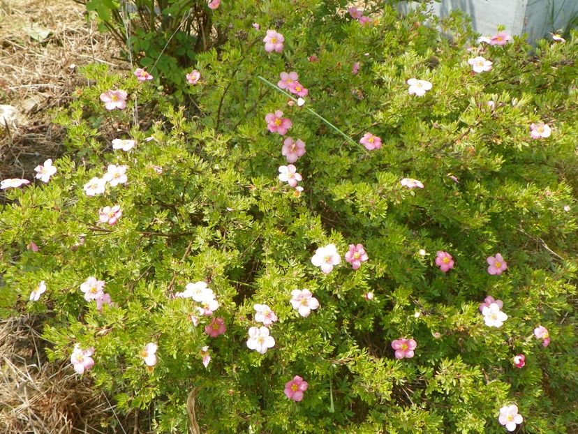 potentilla Lovely Pink - z-Dobarland 2017