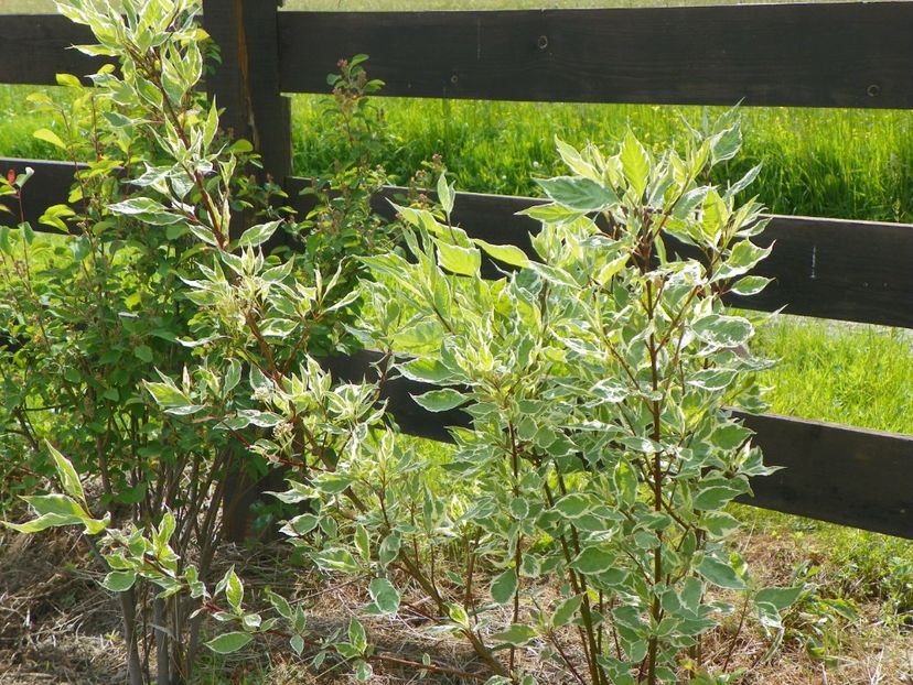 cornus sericea variegata - z-Dobarland 2017