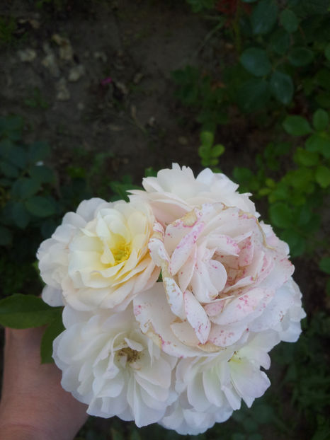  - Bouquet Parfait