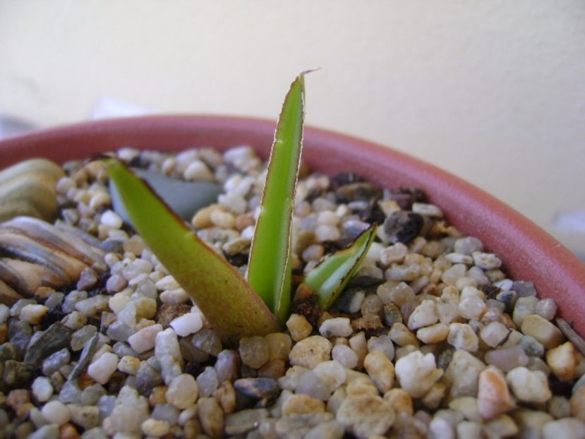 Agave victoriae-reginae - Agave si Yucca 2017