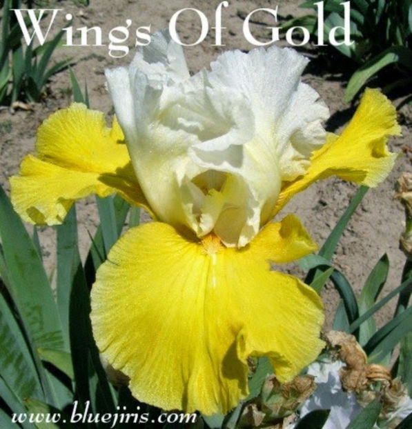 Wings Of Gold - IRISI OFERTA 2017 II