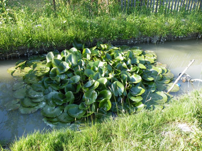  - 2017 in gradina mea