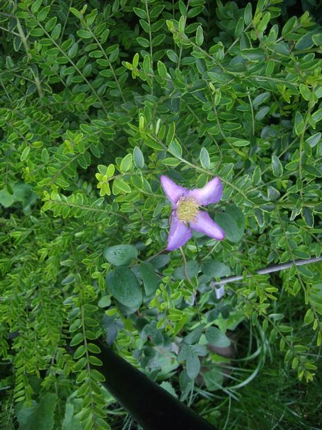 IMGP0948 - CLEMATITE - 2014-2017