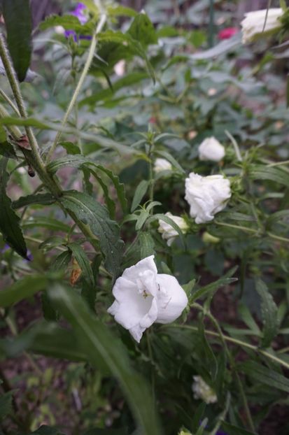  - Geranium si alte perene