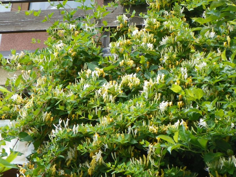 lonicera japonica - Copacei si arbusti 2017