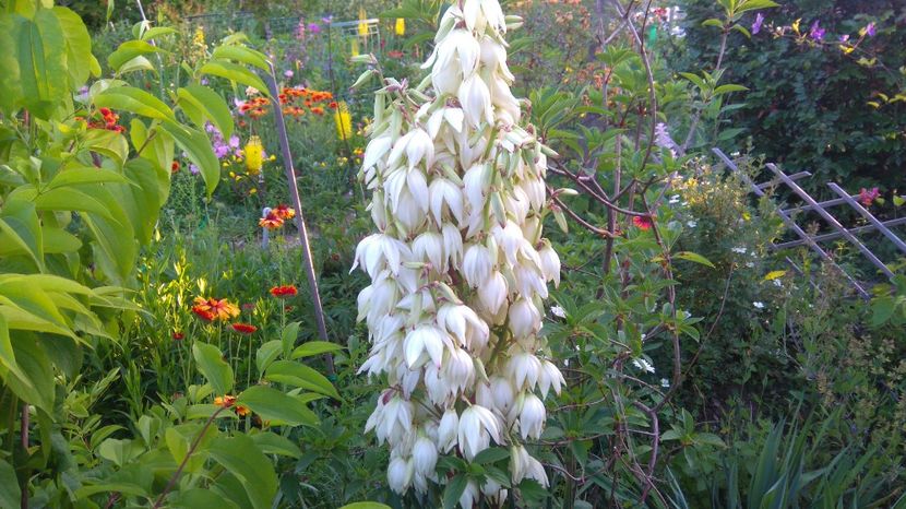 yucca remontanta - Gradina flori 2017