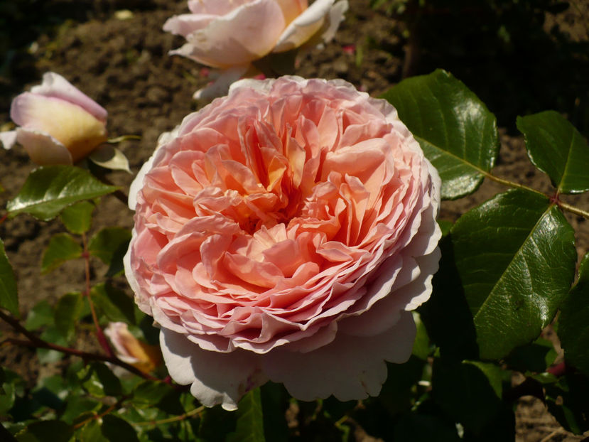 P1260261 - Abraham Darby