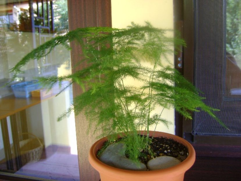 Asparagus plumosa - Bonsai si prebonsai 2016-2017