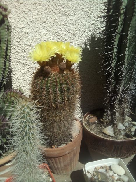  - FLORI DE CACTUSI