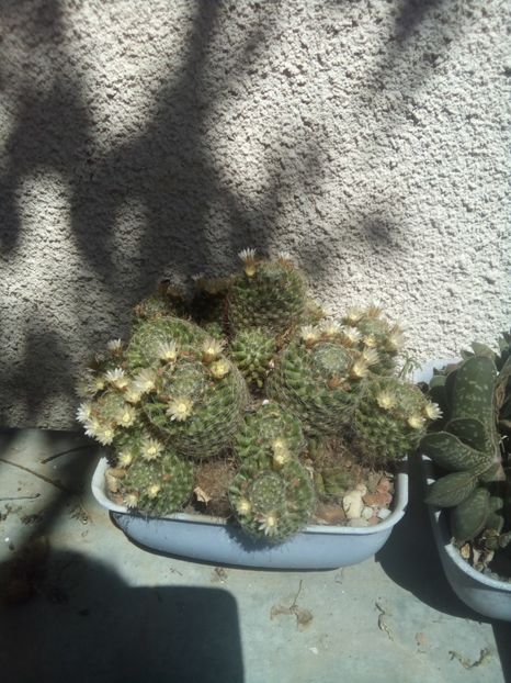  - FLORI DE CACTUSI