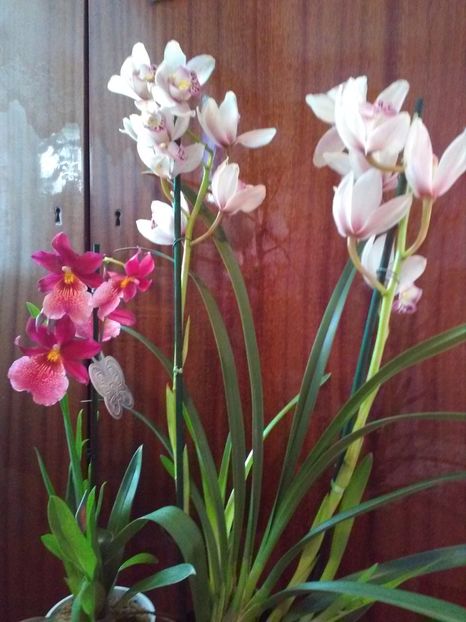 Cymbidium - Florile mele