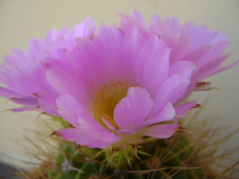 Acanthocalycium spiniflorum f. violaceum - Cactusi 2017 bis