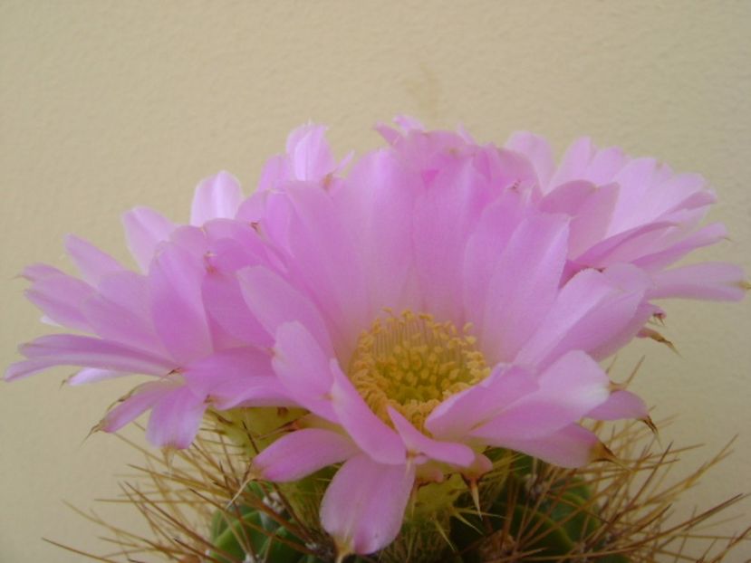 Acanthocalycium spiniflorum f. violaceum - Cactusi 2017 bis