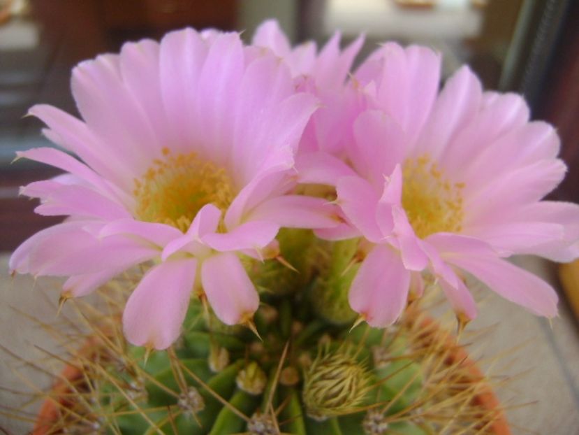 Acanthocalycium spiniflorum f. violaceum - Cactusi 2017 bis