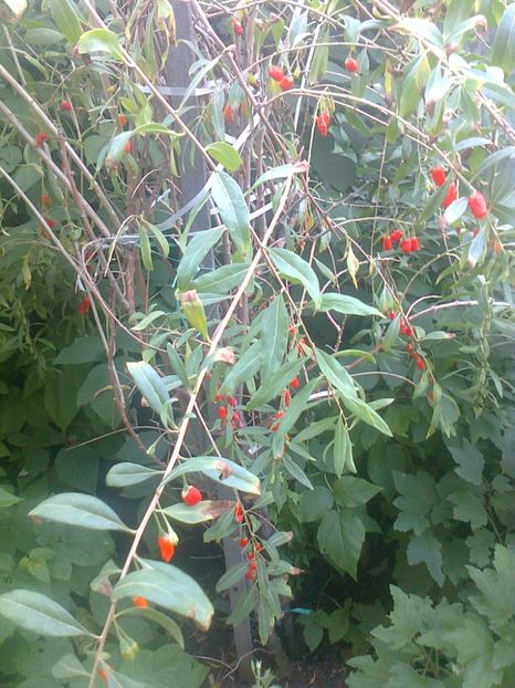 Goji Big Lifeberry,25.06.2017 - Gradina mea