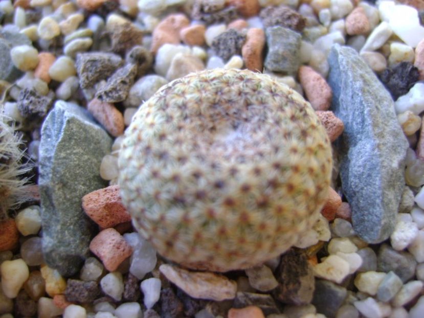 Mammillaria huitzilopochtli - Cactusi 2017 bis