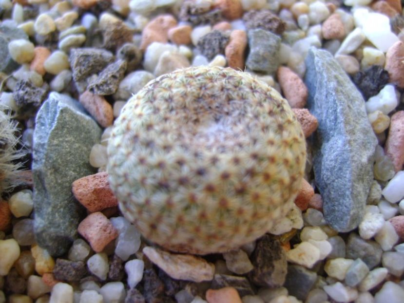 Mammillaria huitzilopochtli - Cactusi 2017 bis