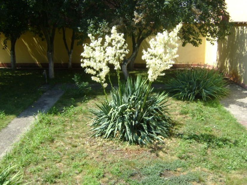 Yucca gloriosa - r Vara 2016-2017-2018-2019