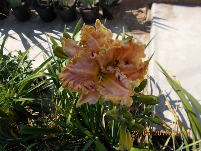 darla anita - HEMEROCALLIS 2017