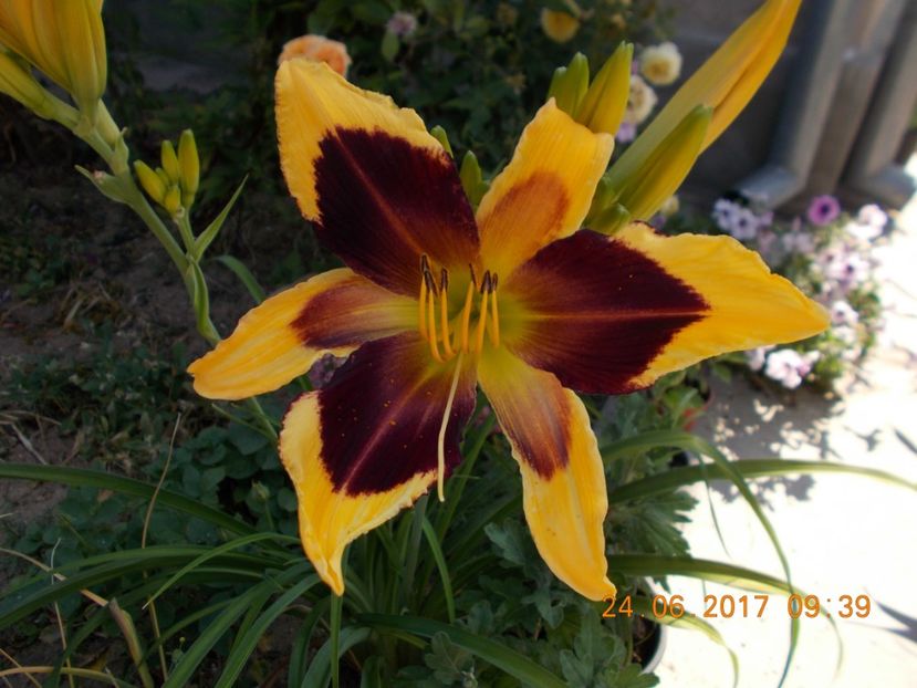 indian sky - HEMEROCALLIS 2017