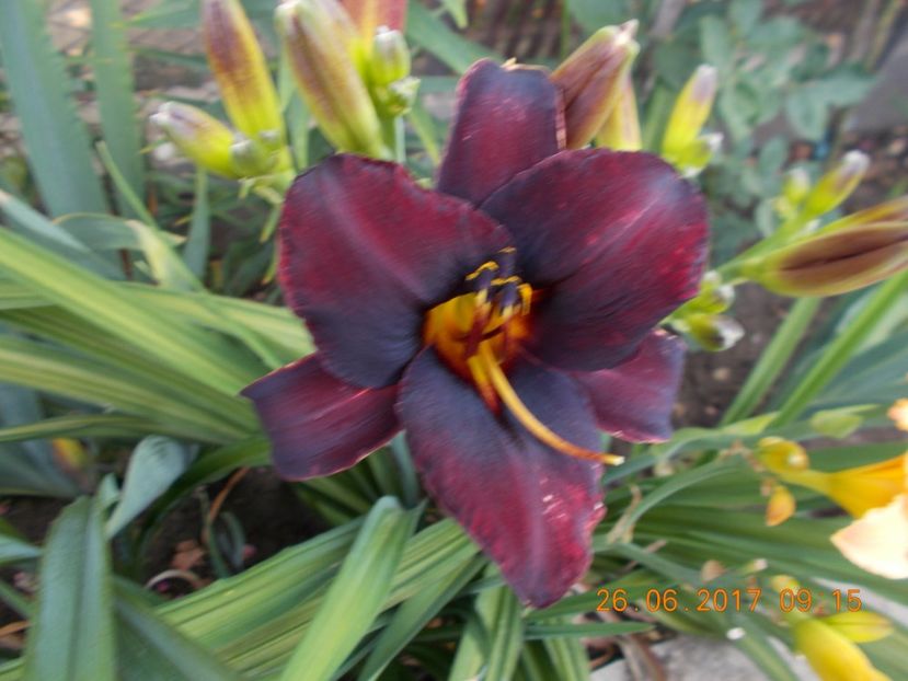 chocolate candy - HEMEROCALLIS 2017