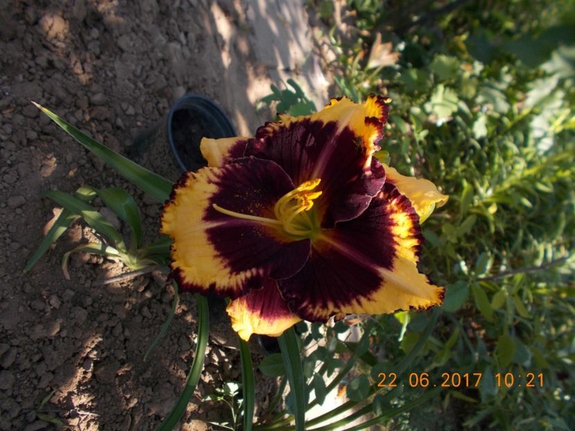 tiger blood - HEMEROCALLIS 2017