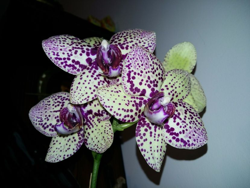  - Phalaenopsis2