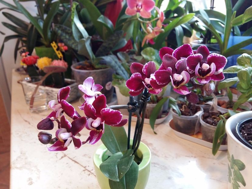  - Phalaenopsis2