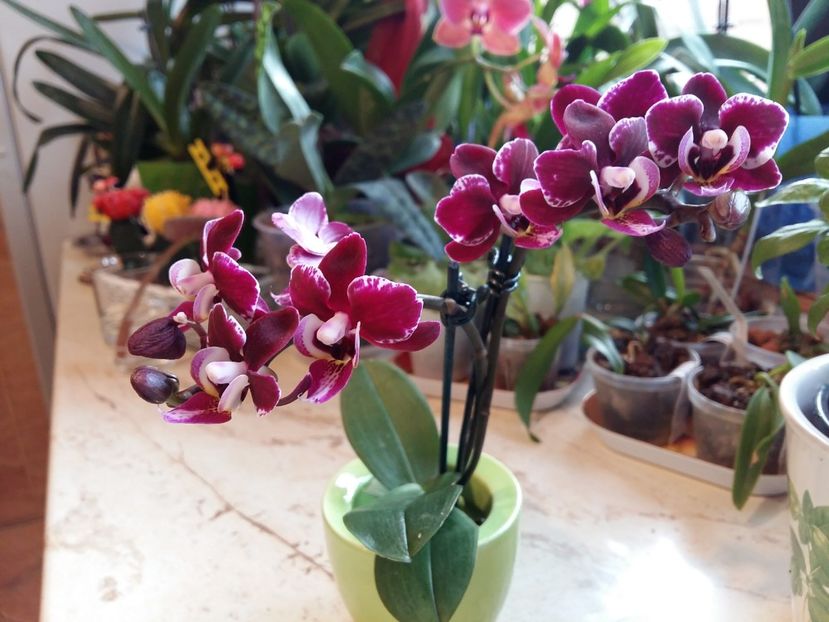  - Phalaenopsis2