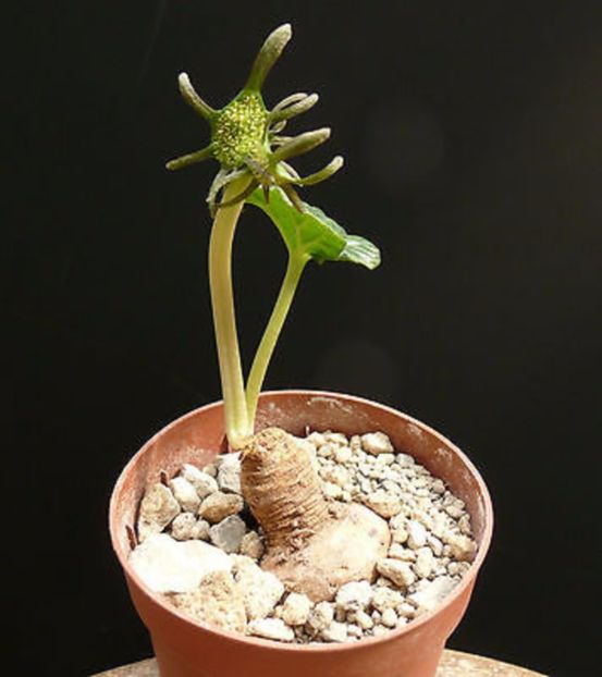 Dorstenia barnimiana - Whish list pentru viata urmatoare1