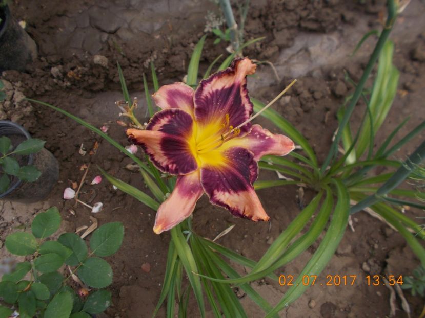  - HEMEROCALLIS 2017