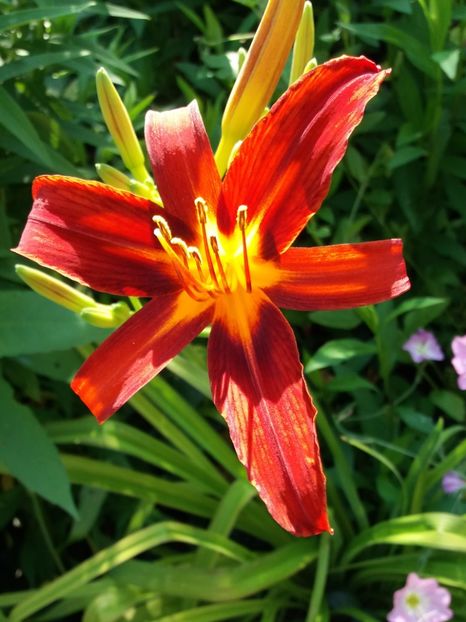  - Hemerocallis