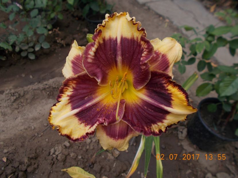 tiger blood - HEMEROCALLIS 2017