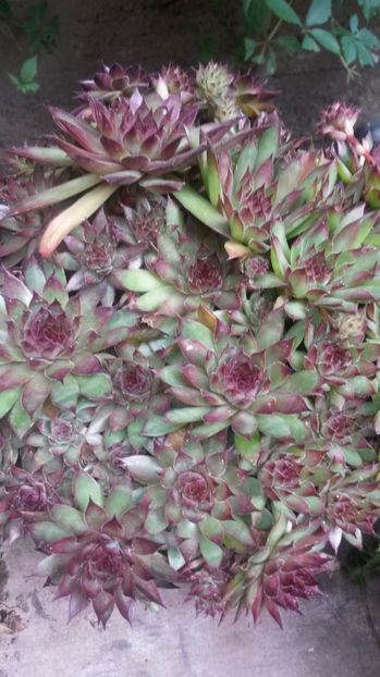 10 - Sempervivum Iulie 2017