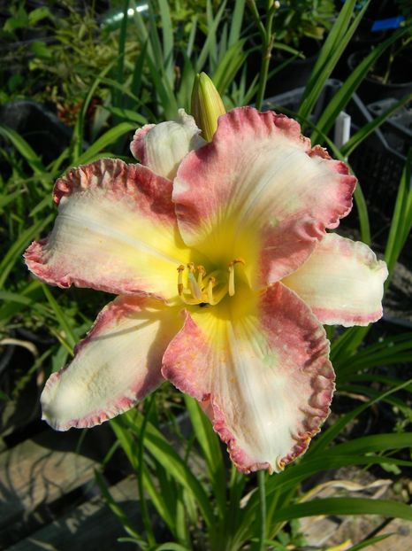 She's got the look - Hemerocallis 2017