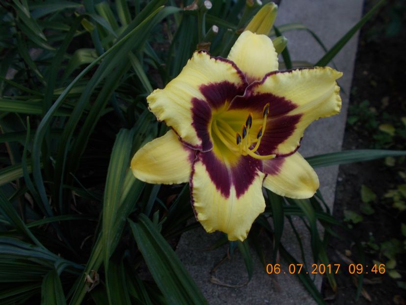 el desperado - HEMEROCALLIS 2017