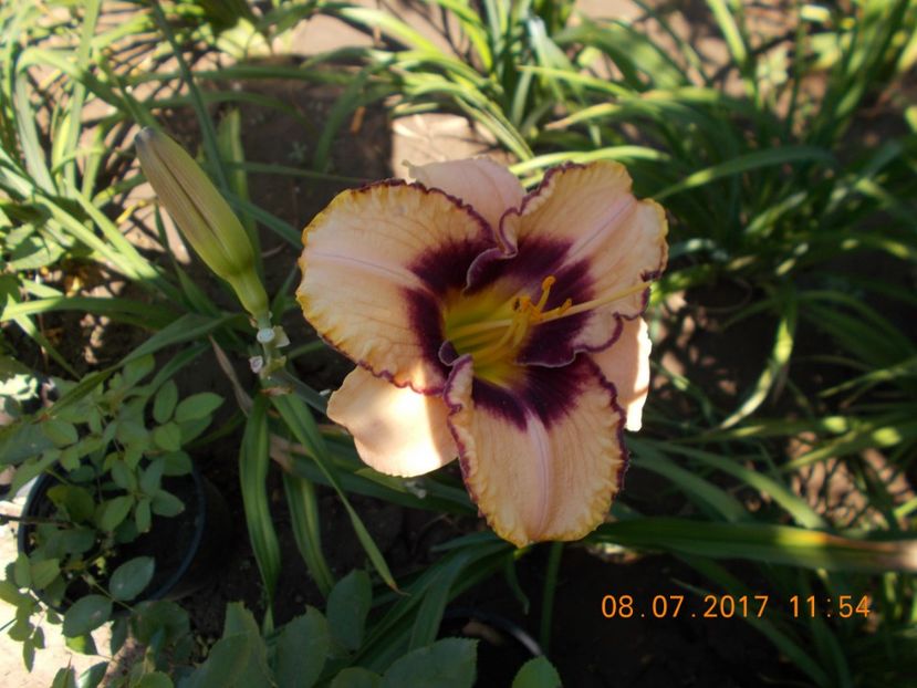 darling dilema - HEMEROCALLIS 2017