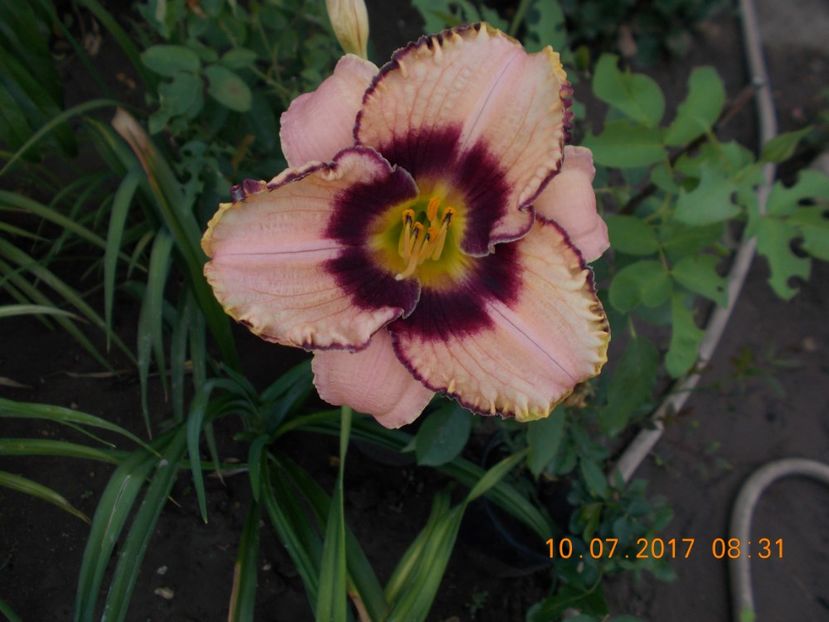 darling dilema - HEMEROCALLIS 2017