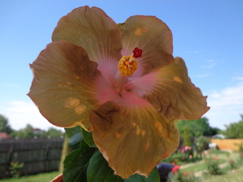  - HIBISCUS TAIWAN GOLD DIGGER