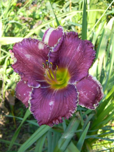 Darla anita care probabil e Bestseller :)) - Hemerocallis 2017