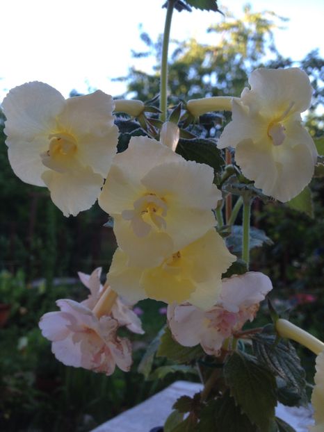 Yellow English Rose - Achimenes 2017