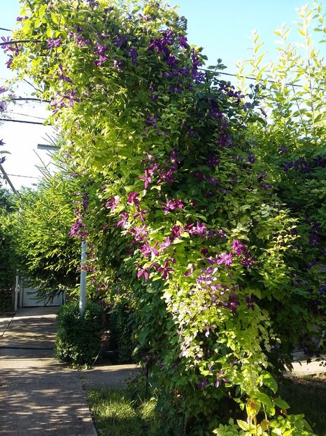  - 2017 clematis