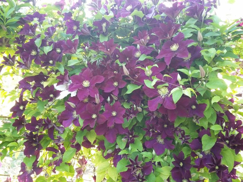  - 2017 clematis