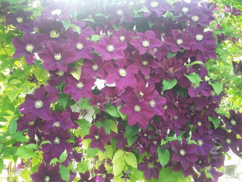  - 2017 clematis