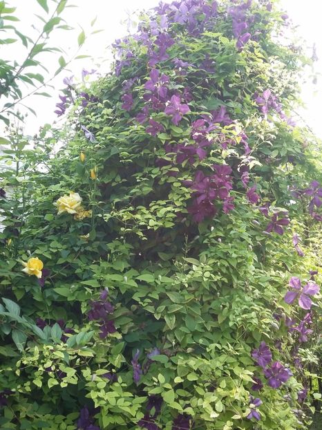  - 2017 clematis