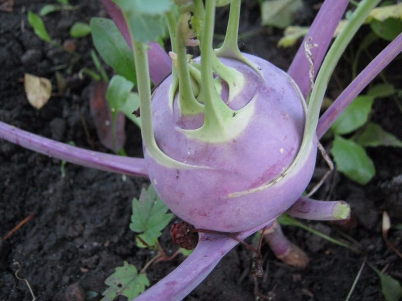 gulii mov - A-A Gradina de legume -fructe-plante aromatice si medicinale 2017