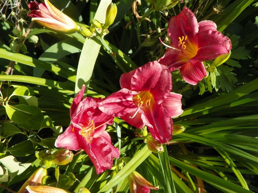 Rosy Returns - Hemerocallis 2017