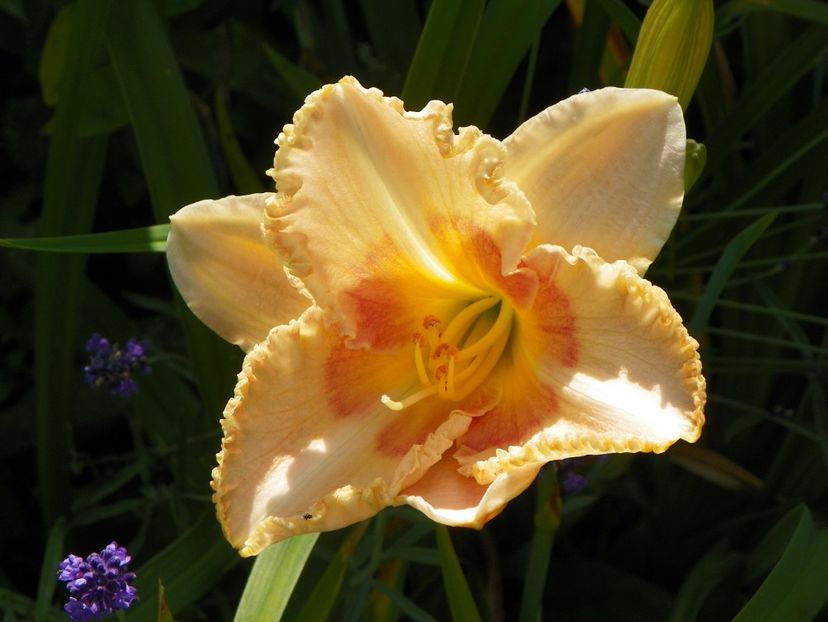 Wisest of Wizards - Hemerocallis 2017